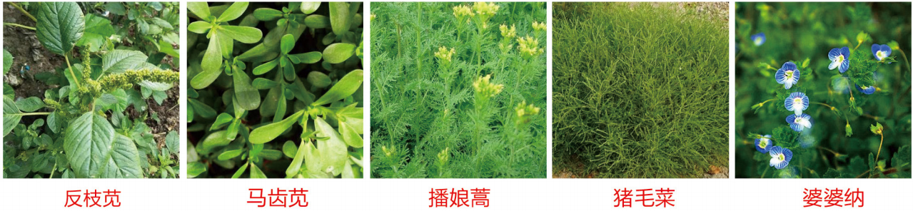 1664342656324223.png 35-35.png